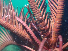 Allogalathea elegans