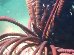 Allogalathea elegans