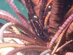 Allogalathea elegans