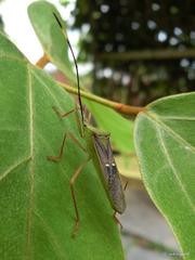 Homoeocerus bipunctatus