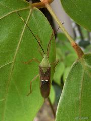 Homoeocerus bipunctatus