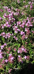 Thymus odoratissimus