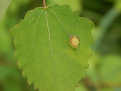 Harmandiola tremulae