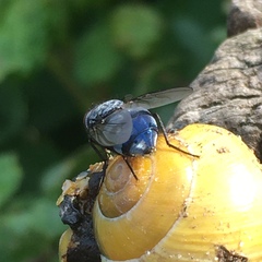 Calliphora