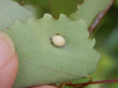 Harmandiola tremulae