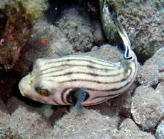 Striped Puffer photo 5