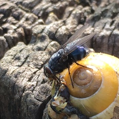Calliphora