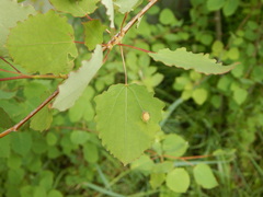 Harmandiola tremulae