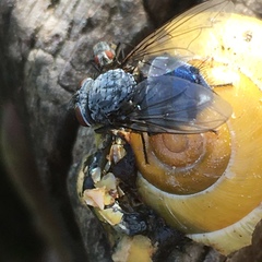 Calliphora