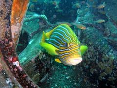 Plectorhinchus polytaenia