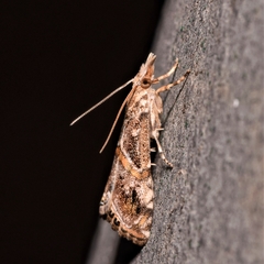 Euchromius cambridgei