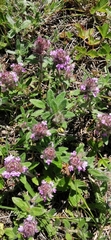 Thymus odoratissimus