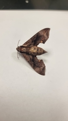 Enpinanga borneensis