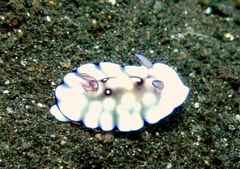 Goniobranchus hintuanensis