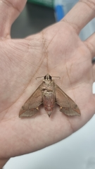 Enpinanga borneensis