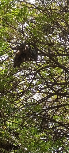 Straw-coloured Fruit Bat