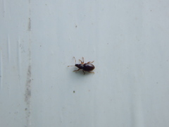 Barypeithes pellucidus