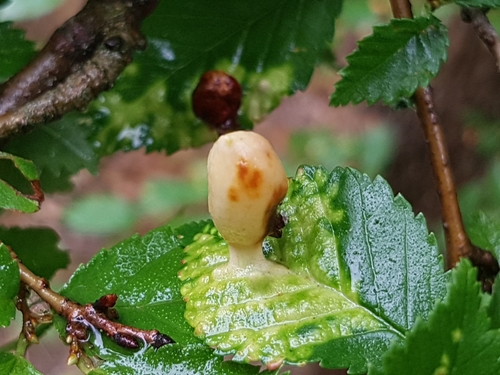Elm Sack Gall Aphid