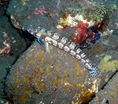 Parapercis tetracantha