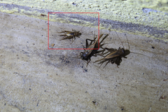 Pteronemobius nitidus