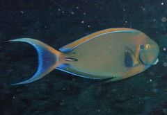 Acanthurus bariene
