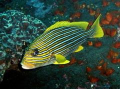 Plectorhinchus polytaenia