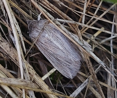 Mythimna riparia