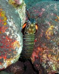 Odontodactylus scyllarus