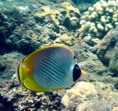 Chaetodon adiergastos