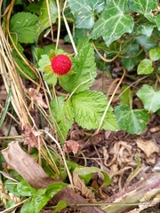 Potentilla indica