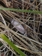 Mythimna riparia