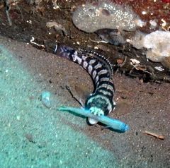 Parapercis tetracantha