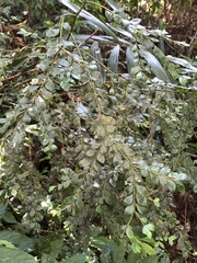 Lasianthus biflorus