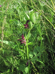 Vicia serratifolia
