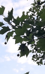 Platanus