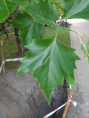 Platanus