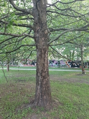 Platanus