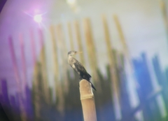 Phalacrocorax fuscicollis