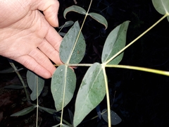 Eucalyptus cephalocarpa