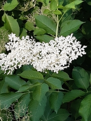 Sambucus nigra