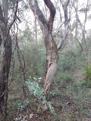 Eucalyptus cephalocarpa