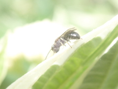 Hylaeus hyalinatus