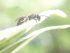 Hylaeus hyalinatus