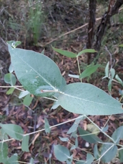 Eucalyptus cephalocarpa