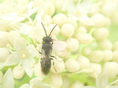 Hylaeus hyalinatus