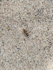 Rhagonycha nigriventris