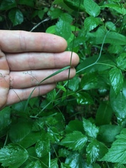 Poa nemoralis