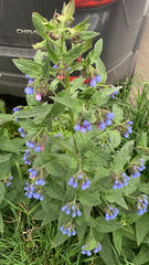 Symphytum caucasicum