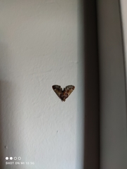 Pyralis farinalis