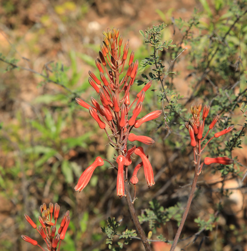 Aloe branddraaiensis, photograph 2